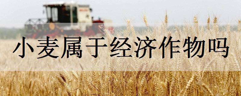 小麦属于经济作物吗