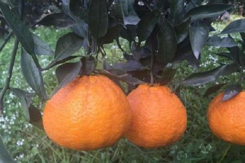丑橘树几年结果（丑橘树几年结果成熟）