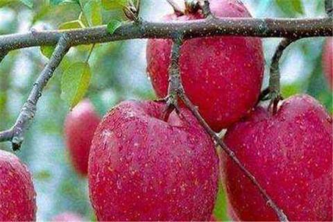 苹果籽能种成苹果树吗 苹果籽能种成苹果树吗视频