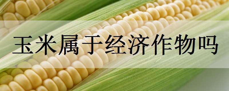 玉米属于经济作物吗 玉米属于经济作物还是粮食作物