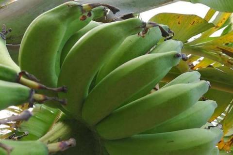 仙人蕉的营养价值及营养成分 什么时候吃价值高