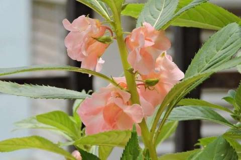 凤仙花几月份种植最好 凤仙花最适合在几月播种