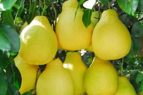 柚子是酸性还是碱性水果（柚子是酸性水果还是碱性水果?）