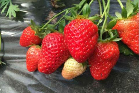 什么季节摘草莓最合适 什么季节摘草莓最合适冬天