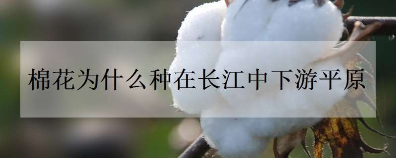 棉花为什么种在长江中下游平原（种植棉花为什么会水土流失）