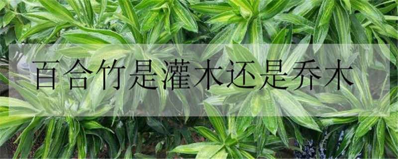 百合竹是灌木还是乔木