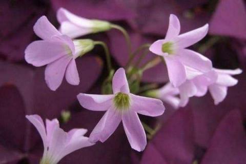 紫叶酢浆草施肥方法及注意事项 春季紫叶酢浆草怎么施肥