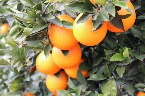 脐橙的营养价值及营养成分 脐橙有什么营养成分