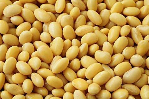 生黄豆沤肥技巧 生黄豆沤肥技巧和方法