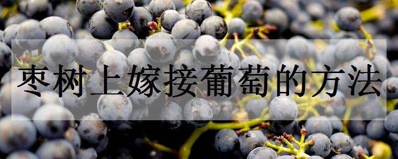 枣树上嫁接葡萄的方法