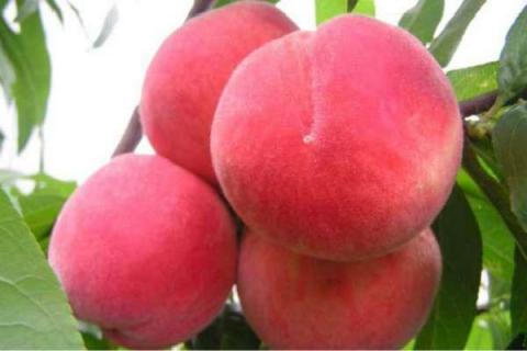 什么品种的水蜜桃最好吃 水蜜桃哪个品种最甜