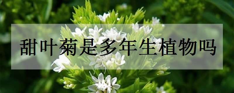甜叶菊是多年生植物吗