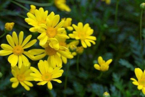 黄金菊的花语是什么