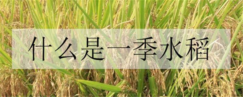 什么是一季水稻