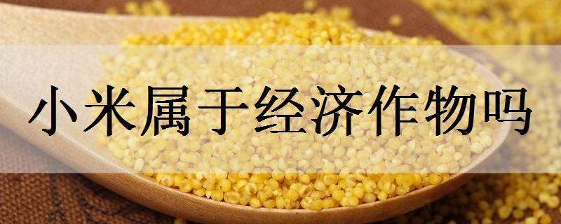 小米属于经济作物吗