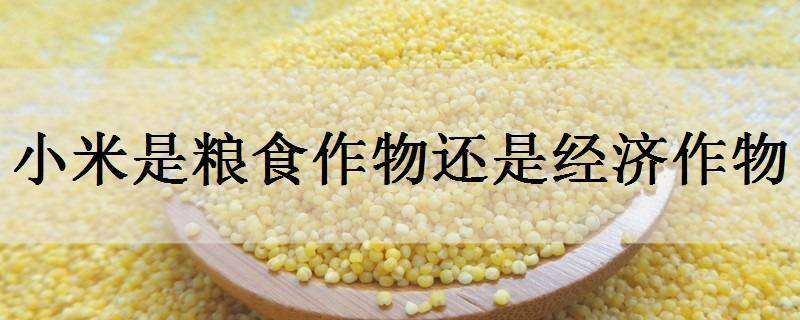 小米是粮食作物还是经济作物（小米是经济作物吗）