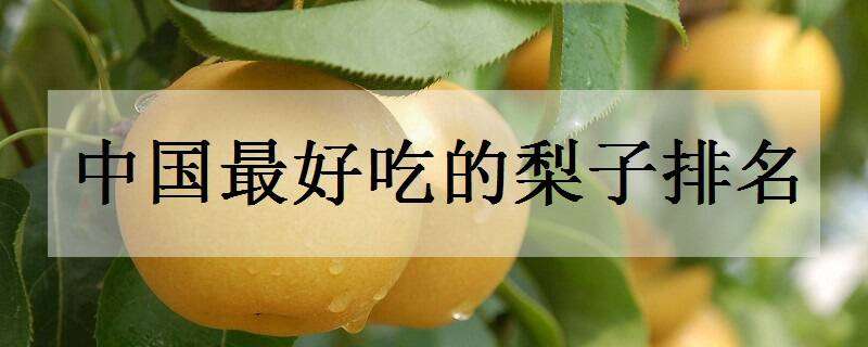 中国最好吃的梨子排名 国内哪里的梨子最好吃