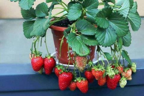 阳台盆栽草莓怎么养怎么浇水 阳台盆栽草莓怎么施肥