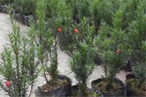 红豆杉的养殖方法和注意事项 红豆杉的养殖方法和注意事项盆栽