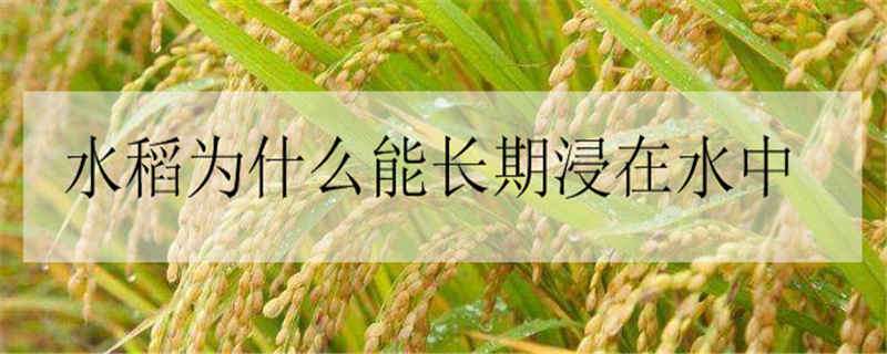 水稻为什么能长期浸在水中