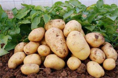 种土豆个大的秘诀 土豆长到多高打顶