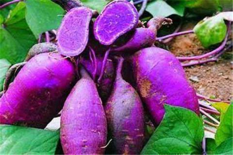 紫薯种植最佳时间和方法及注意事项 