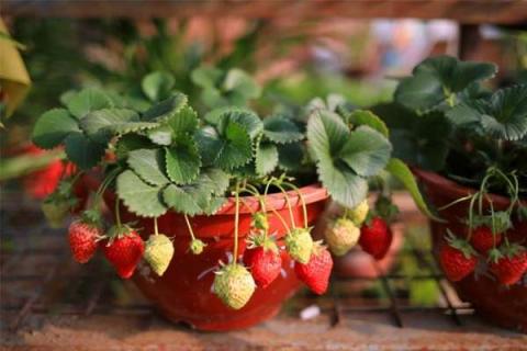 盆栽草莓怎么施肥和浇水