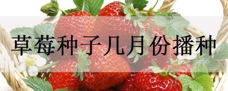 草莓种子几月份播种