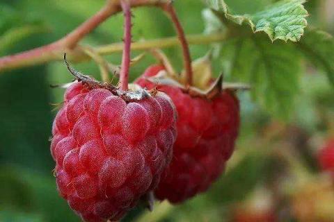 树莓有什么营养价值和功效及食用方法禁忌