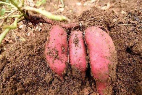 红薯催芽绝招 如何让红薯快速发芽