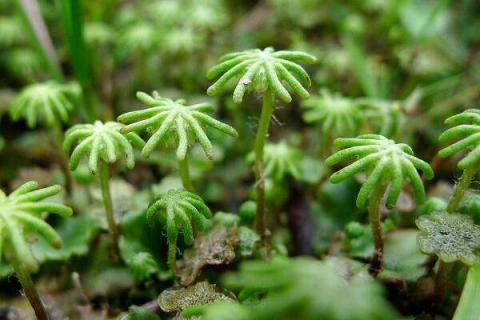 苔藓最快繁殖方法 盘点有哪些繁殖方式