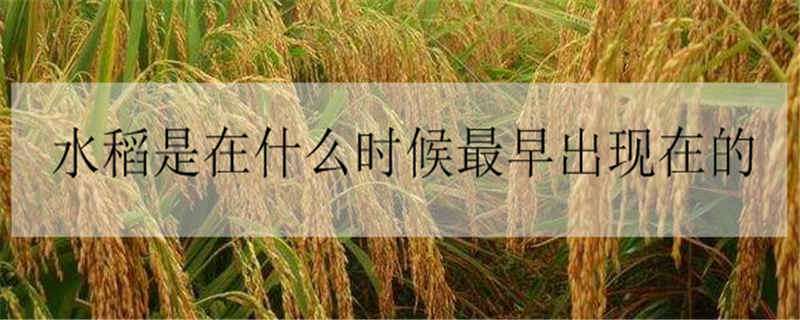 水稻是在什么时候最早出现在的 水稻最早出现在什么时期
