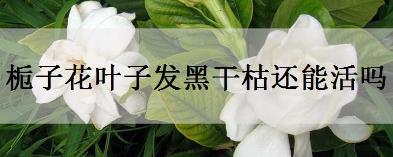 栀子花叶子发黑干枯还能活吗