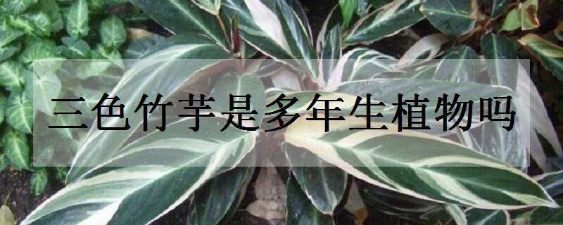 三色竹芋是多年生植物吗