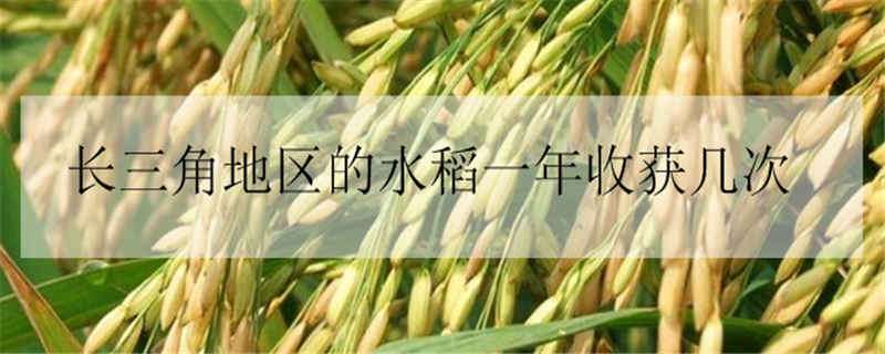 长三角地区的水稻一年收获几次 长三角地区的水稻一年收获几次呢