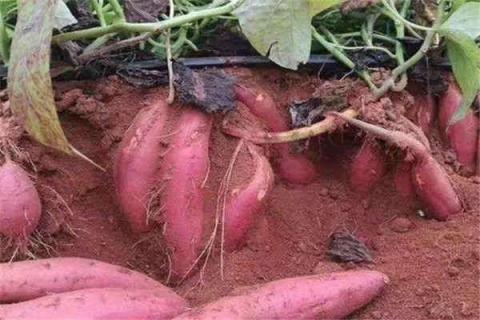 红薯种植最佳时间和方法及注意事项