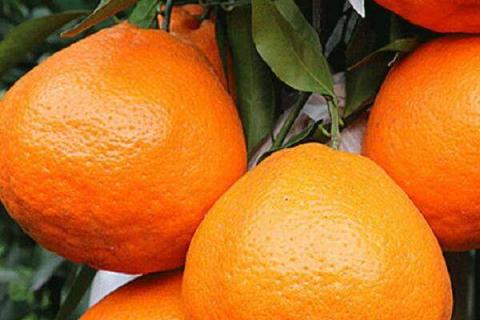 丑橘和粑粑柑哪个好吃 两者有什么区别