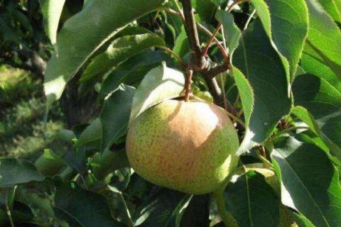 苹果梨的营养价值及营养成分 苹果 梨 营养