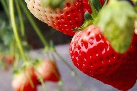 什么时间吃草莓最佳 晚上能不能吃草莓