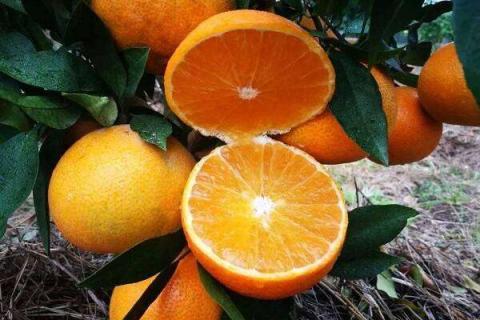 柑、橙、橘、柚的区别 有哪些联系和不同
