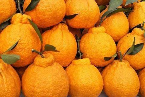 丑橘酸怎么才能变甜 丑橘酸怎么办放几天