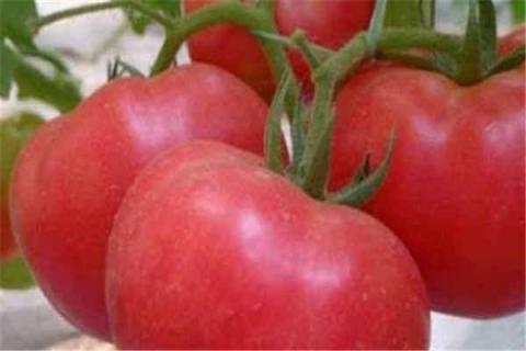 番茄高产绝招 番茄高产栽培管理技术