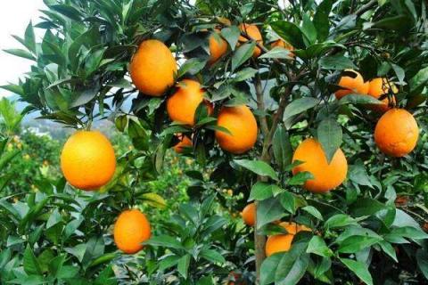 橙子有什么营养价值 有什么成分及食用方法