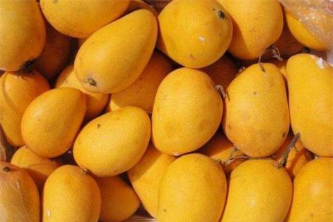 芒果什么时候吃应季 芒果什么时候吃好?