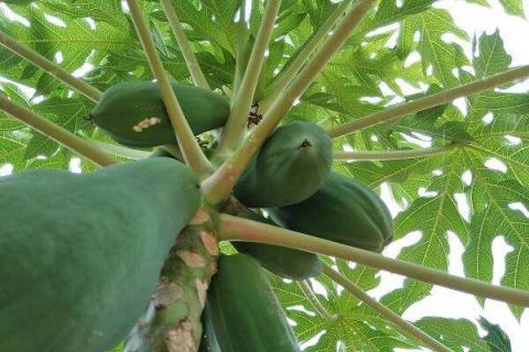 木瓜的营养价值及营养成分 木瓜的营养价值和药用价值