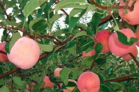 国光苹果的营养价值及营养成分 国光苹果有什么营养