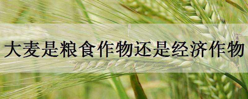 大麦是粮食作物还是经济作物