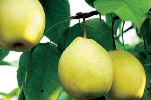 梨的营养价值及营养成分 梨的营养成分及营养学功效