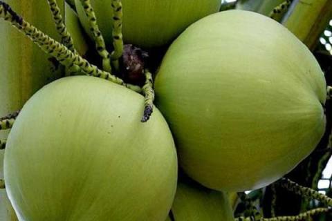 椰子功效与作用禁忌 食用方法有哪些
