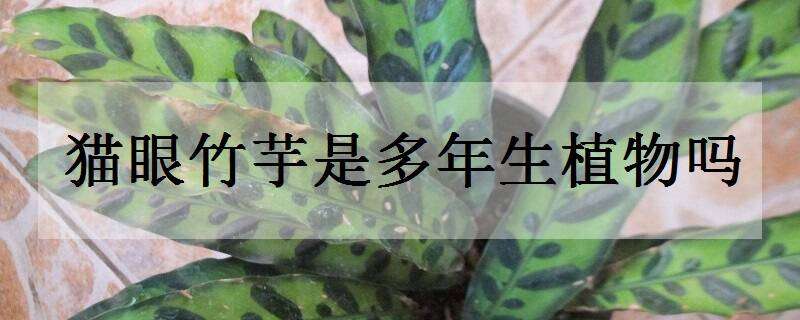 猫眼竹芋是多年生植物吗 猫眼竹芋盆栽